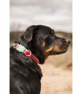 Zee Dog Lola Dog Collar