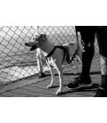 Zee Dog Gotham H-Harness Dog Harness