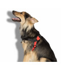 Zee.Dog Fatboy No-Pull Soft-Walk Dog Harness