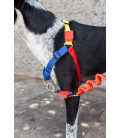 Zee.Dog Puzzle No-Pull Soft-Walk Dog Harness