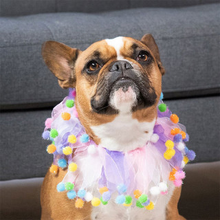 Charming Pet Birthday Party Extra Small Pet Collar