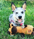 Charming Pet Scruffles Moose Small Dog Toy