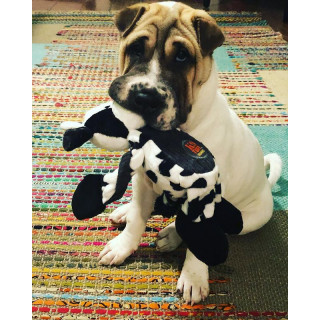Petstages Pulleez Cow Dog Toy