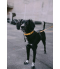 Zee.Dog Chinatown Market Yellow Dog Collar