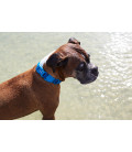 Zee.Dog Neopro Weatherproof Blue Dog Collar