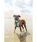 Zee.Dog Neopro Weatherproof Amazonia Dog H-Harness
