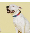 Zee.Dog Prisma Dog Collar