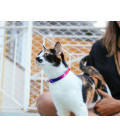 Zee.Cat Prisma Cat Collar