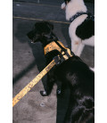 LIMITED EDITION Chinatown Market x Zee.Dog Adjustable Air Mesh Yellow Dog Harness