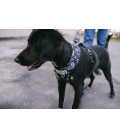 LIMITED EDITION Chinatown Market x Zee.Dog Adjustable Air Mesh Black Dog Harness