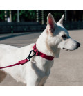 Zee.Dog Solids Bordeau Dog Collar