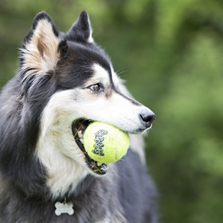 Kong SqueakAir Tennis Ball Dog Toy