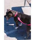 Zee.Dog Solids Pink LED Dog Collar