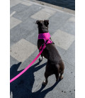 Zee.Dog Solids Pink LED Dog Leash