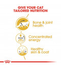 Royal Canin Maine Coon 85g Cat Wet Food