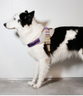 Zee.Dog ACG Fly Dog Harness