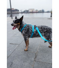 Zee.Dog Solids Ultimate Blue Dog H-Harness
