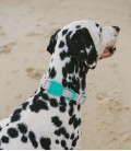 Zee.Dog Neopro Weatherproof Tidal Dog Collar