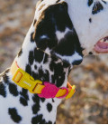Zee.Dog Neopro Weatherproof Lyra Dog Collar