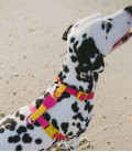 Zee.Dog Neopro Weatherproof Lyra Dog H-Harness