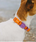 Zee.Dog Neopro Weatherproof Iris Dog Collar