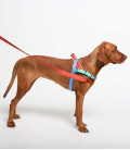 LIMITED EDITION Zee.Dog No-Pull Softer-Walk Mellow Dog Harness