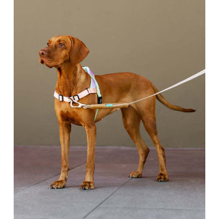 LIMITED EDITION Zee.Dog No-Pull Softer-Walk Peach Dog Harness