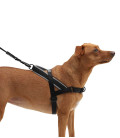 LIMITED EDITION Zee.Dog No-Pull Softer-Walk Gotham Dog Harness