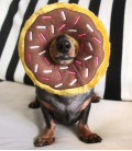 Zippy Paws Chocolate Donutz Plush Dog Toy