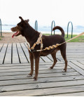 Zee.Dog No-Pull Softer-Walk Naturals Dune Dog Harness