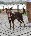 Zee.Dog No-Pull Softer-Walk Naturals Dune Dog Harness
