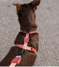 Zee.Dog Naturals Canyon Dog Collar