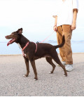 Zee.Dog No-Pull Softer-Walk Naturals Canyon Dog Harness
