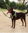 Zee.Dog No-Pull Softer-Walk Naturals Moss Dog Harness