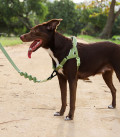 Zee.Dog No-Pull Softer-Walk Naturals Moss Dog Harness