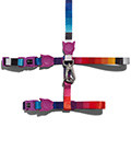 Leashes, Collars & Harnesses