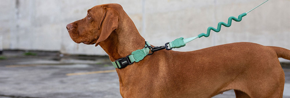 Zee.Dog Solids Army Green Dog Collar