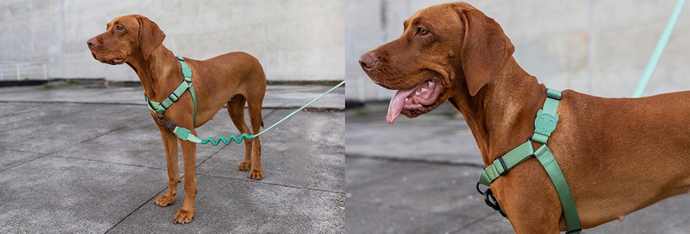 Zee.Dog Solids Army Green No-Pull Soft-Walk Dog Harness