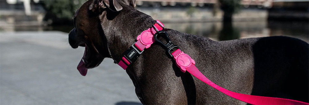 Zee.Dog Solids Pink LED Dog Leash