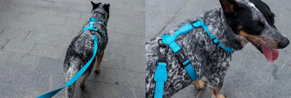 Zee.Dog Solids Ultimate Blue Dog H-Harness